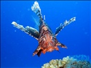 Lion fish